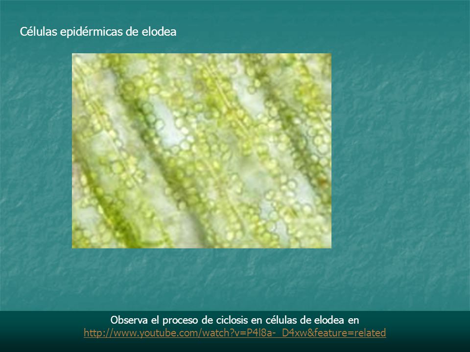 Observa el proceso de ciclosis en células de elodea en
