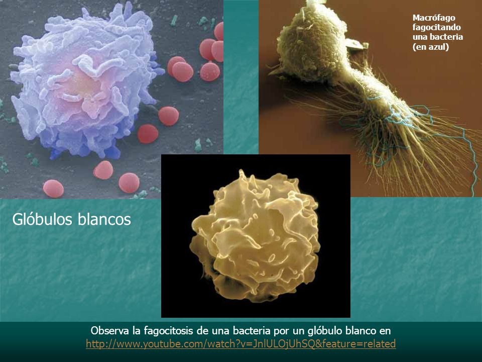 Observa la fagocitosis de una bacteria por un glóbulo blanco en