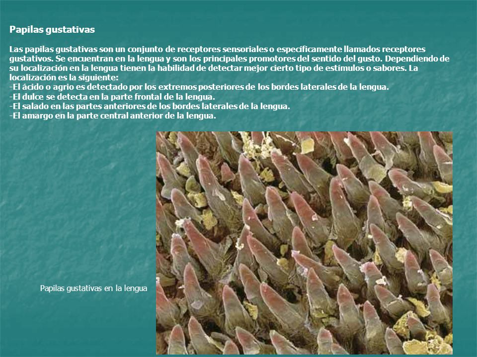 Papilas gustativas Las papilas gustativas son un conjunto de receptores sensoriales o específicamente llamados receptores gustativos. Se encuentran en la lengua y son los principales promotores del sentido del gusto. Dependiendo de su localización en la lengua tienen la habilidad de detectar mejor cierto tipo de estímulos o sabores. La localización es la siguiente: -El ácido o agrio es detectado por los extremos posteriores de los bordes laterales de la lengua. -El dulce se detecta en la parte frontal de la lengua. -El salado en las partes anteriores de los bordes laterales de la lengua. -El amargo en la parte central anterior de la lengua.
