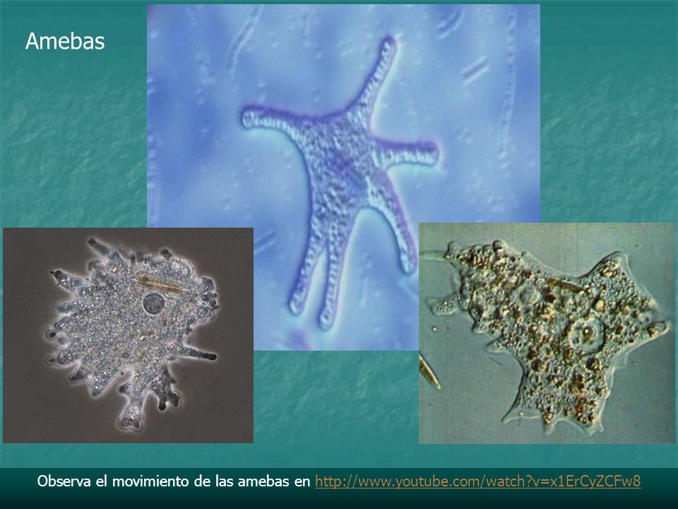 Amebas Observa el movimiento de las amebas en   v=x1ErCyZCFw8