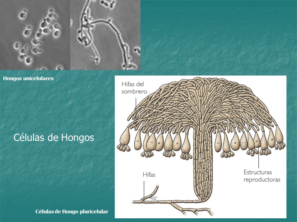 Hongos unicelulares Células de Hongos Células de Hongo pluricelular