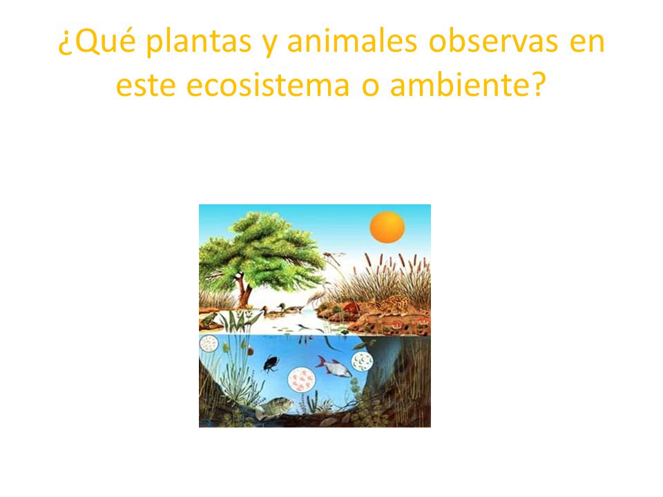 ¿Qué plantas y animales observas en este ecosistema o ambiente