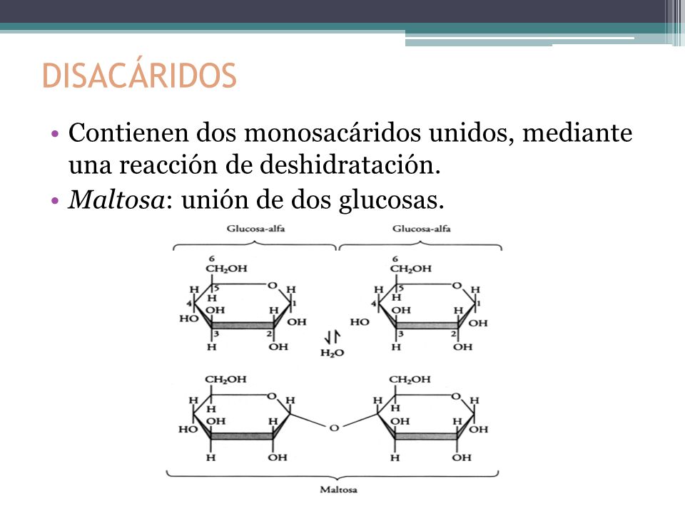DISACÁRIDOS Contienen dos monosacáridos unidos, mediante una reacción de deshidratación.