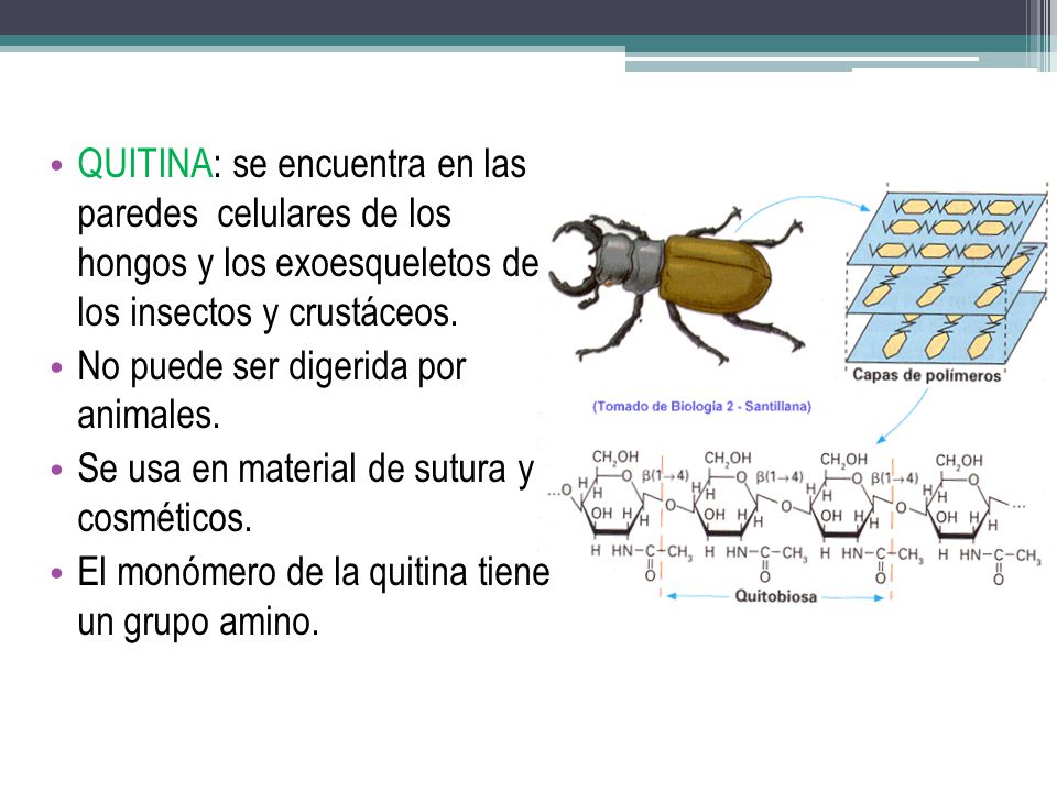 QUITINA: se encuentra en las paredes celulares de los hongos y los exoesqueletos de los insectos y crustáceos.