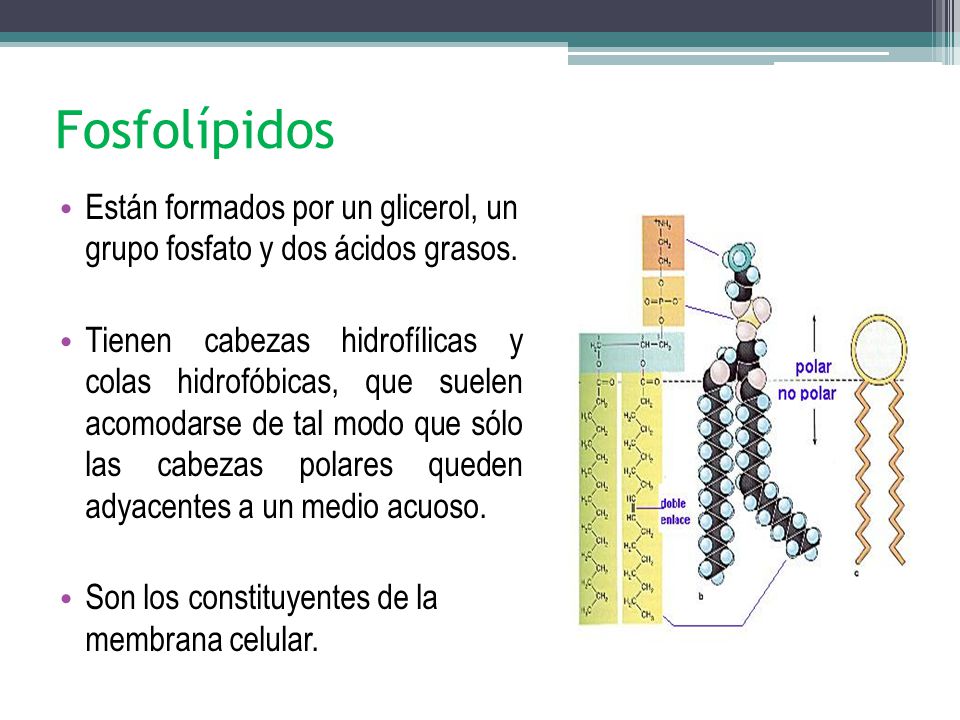 Fosfolípidos Están formados por un glicerol, un grupo fosfato y dos ácidos grasos.