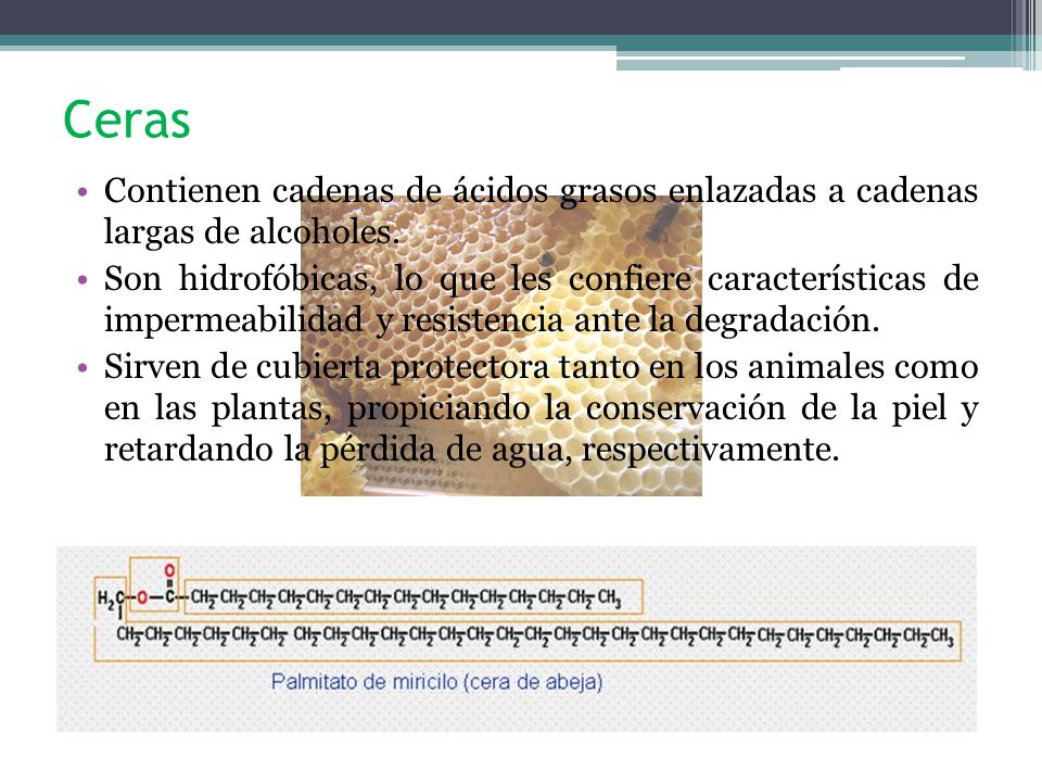 Ceras Contienen cadenas de ácidos grasos enlazadas a cadenas largas de alcoholes.