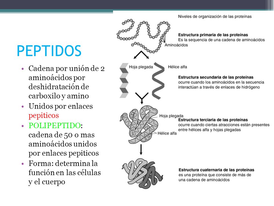PEPTIDOS Cadena por unión de 2 aminoácidos por deshidratación de carboxilo y amino. Unidos por enlaces pepiticos.