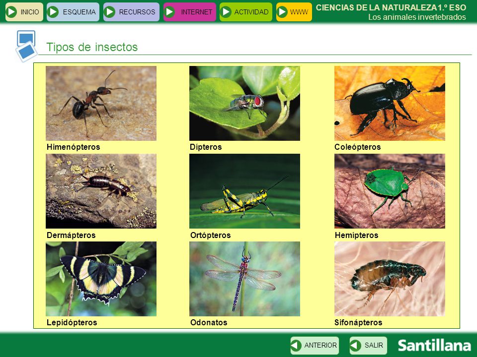 Tipos de insectos Himenópteros Dípteros Coleópteros Dermápteros