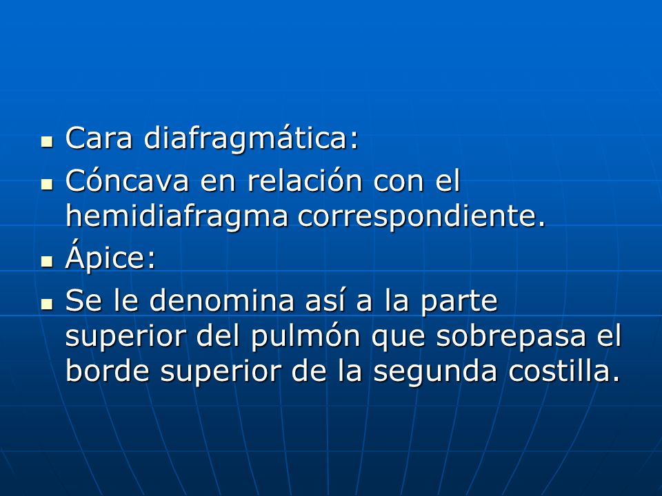 Cara diafragmática: Cóncava en relación con el hemidiafragma correspondiente. Ápice: