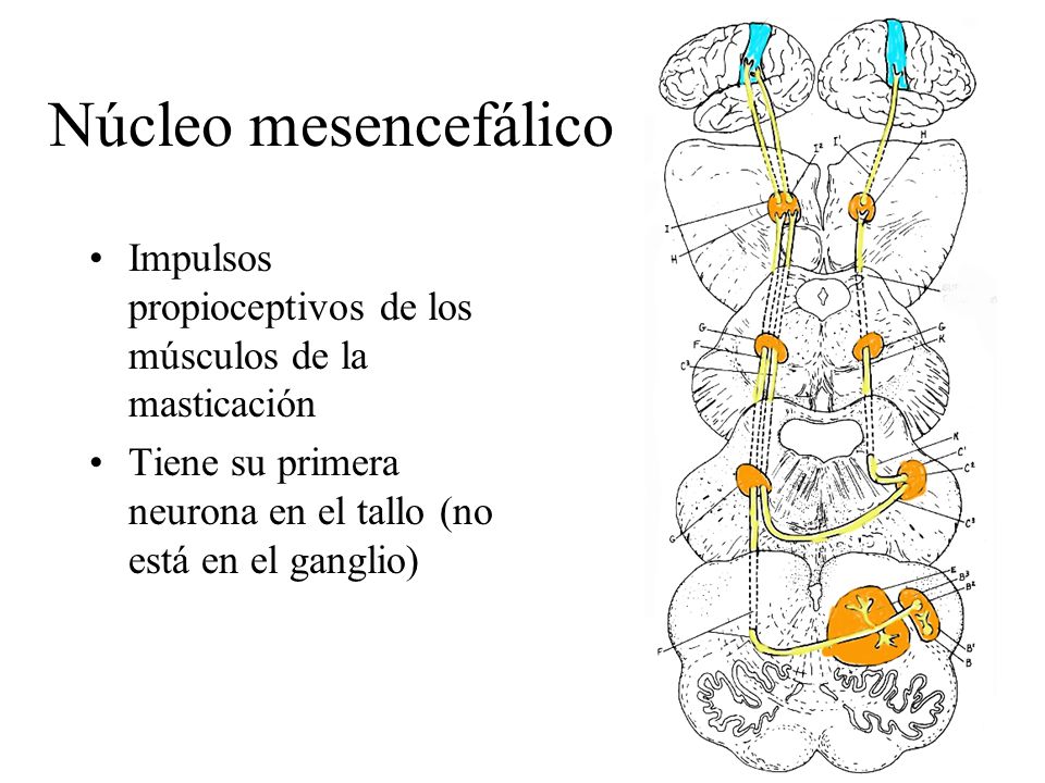 Núcleo mesencefálico Impulsos propioceptivos de los músculos de la masticación.