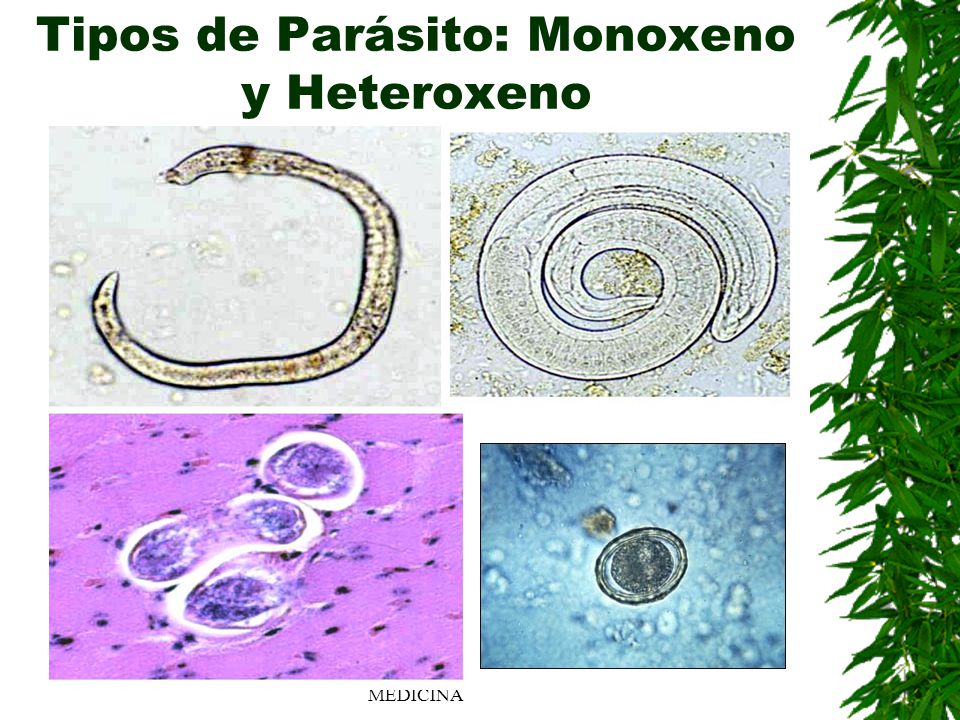 Tipos de Parásito: Monoxeno y Heteroxeno