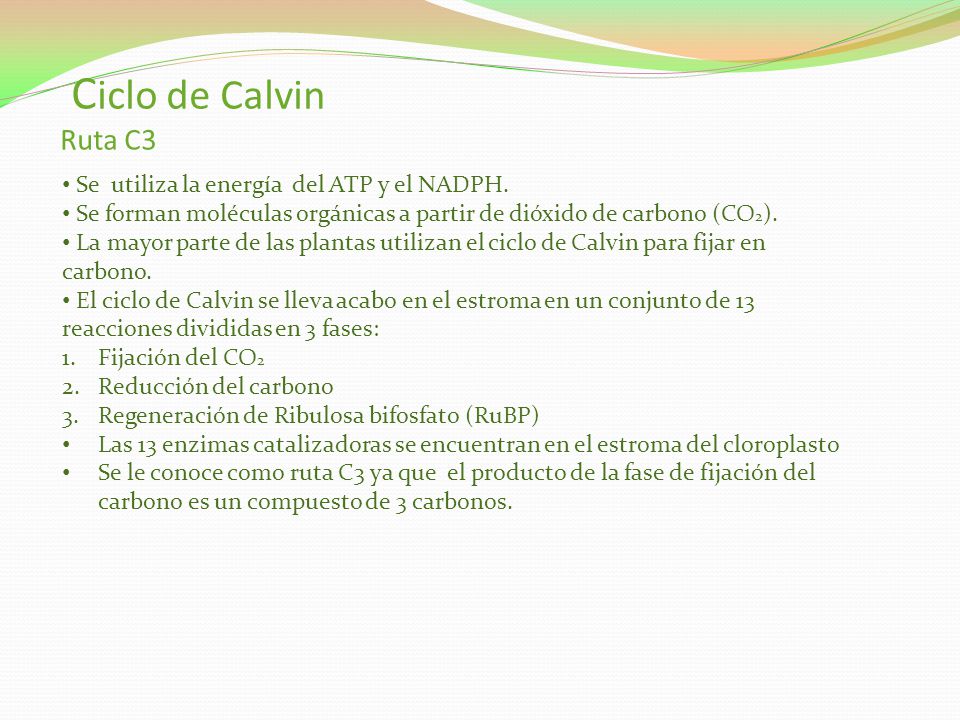 Ciclo de Calvin Ruta C3 Se utiliza la energía del ATP y el NADPH.