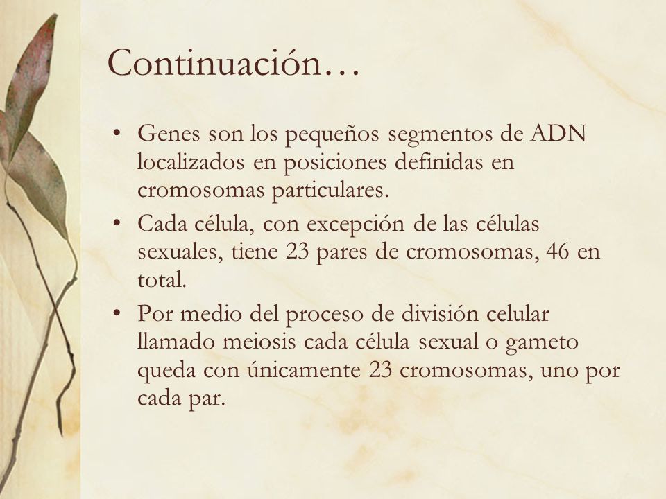 Continuación… Genes son los pequeños segmentos de ADN localizados en posiciones definidas en cromosomas particulares.