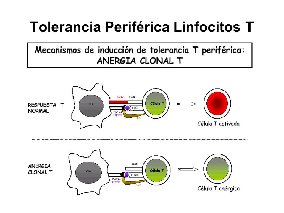 Tolerancia Periférica Linfocitos T