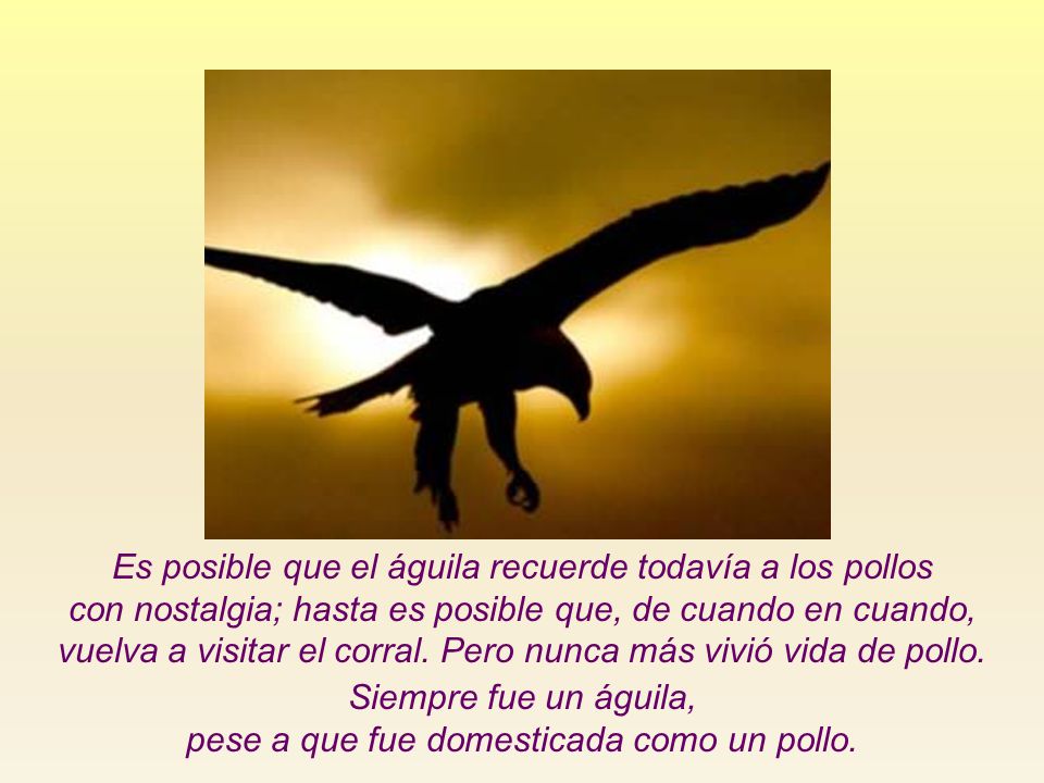 Es posible que el águila recuerde todavía a los pollos
