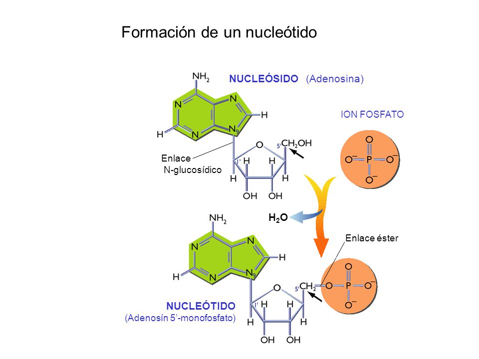 Formación de un nucleótido