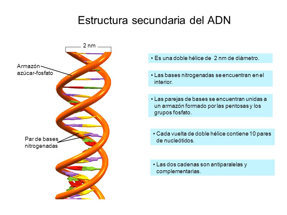 Estructura secundaria del ADN