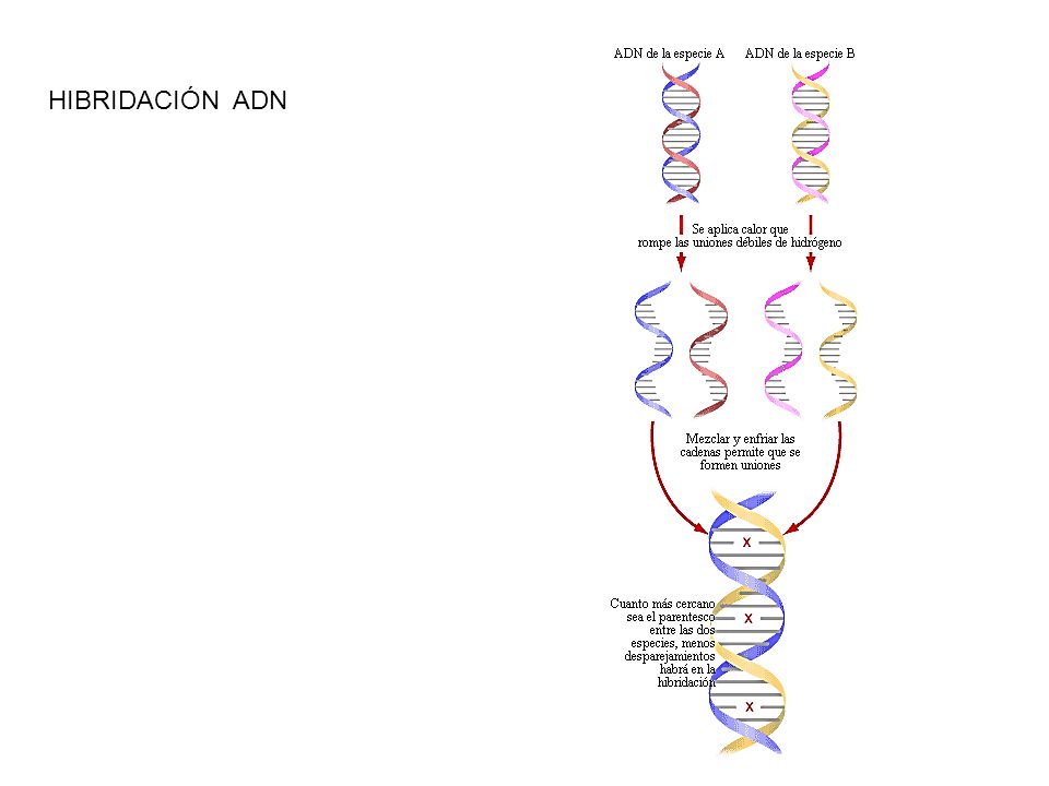 HIBRIDACIÓN ADN