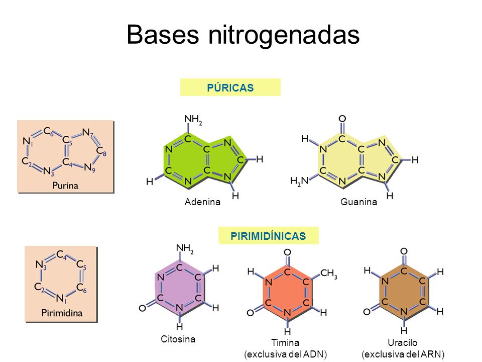 Bases nitrogenadas PÚRICAS PIRIMIDÍNICAS Adenina Guanina Citosina