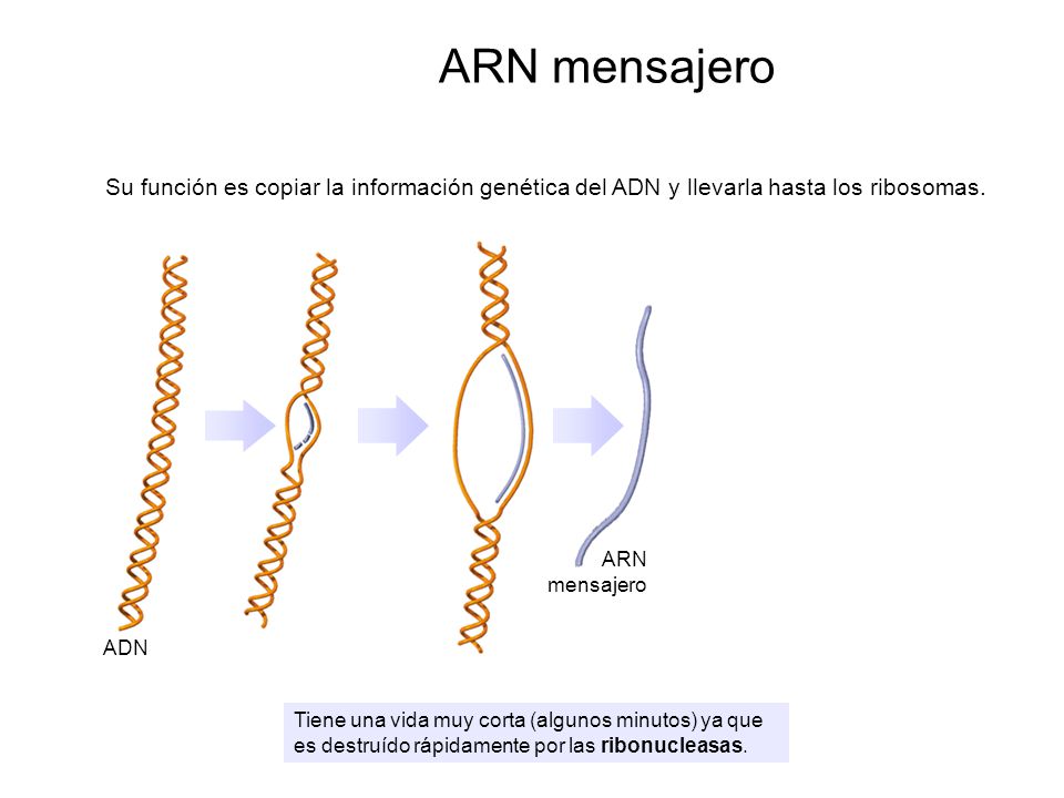 ARN mensajero Su función es copiar la información genética del ADN y llevarla hasta los ribosomas. ARN mensajero.