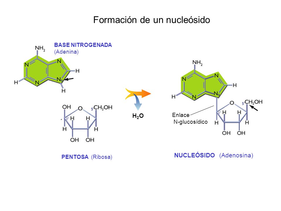 Formación de un nucleósido