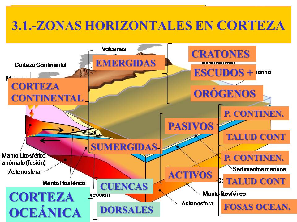 3.1.-ZONAS HORIZONTALES EN CORTEZA