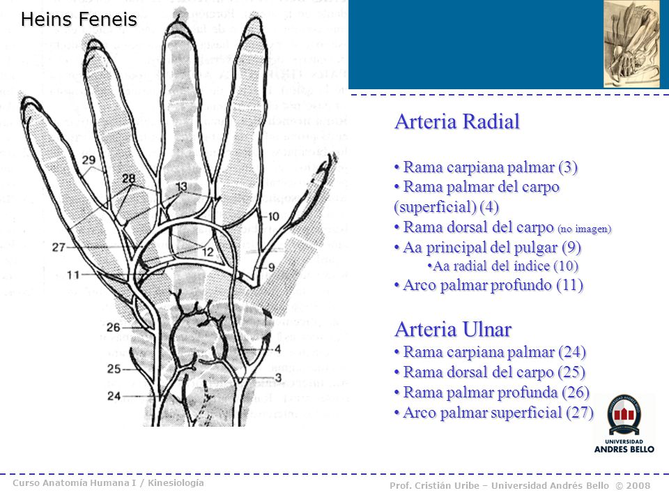 Arteria Radial Arteria Ulnar Heins Feneis Rama carpiana palmar (3)