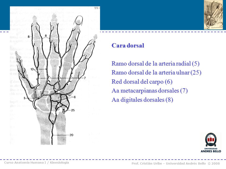 Cara dorsal Ramo dorsal de la arteria radial (5) Ramo dorsal de la arteria ulnar (25) Red dorsal del carpo (6) Aa metacarpianas dorsales (7) Aa digitales dorsales (8)