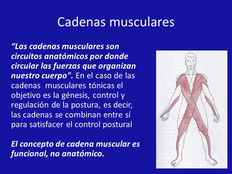 Cadenas musculares