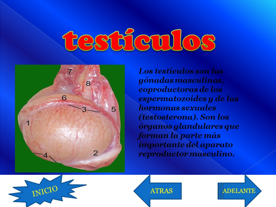 testículos