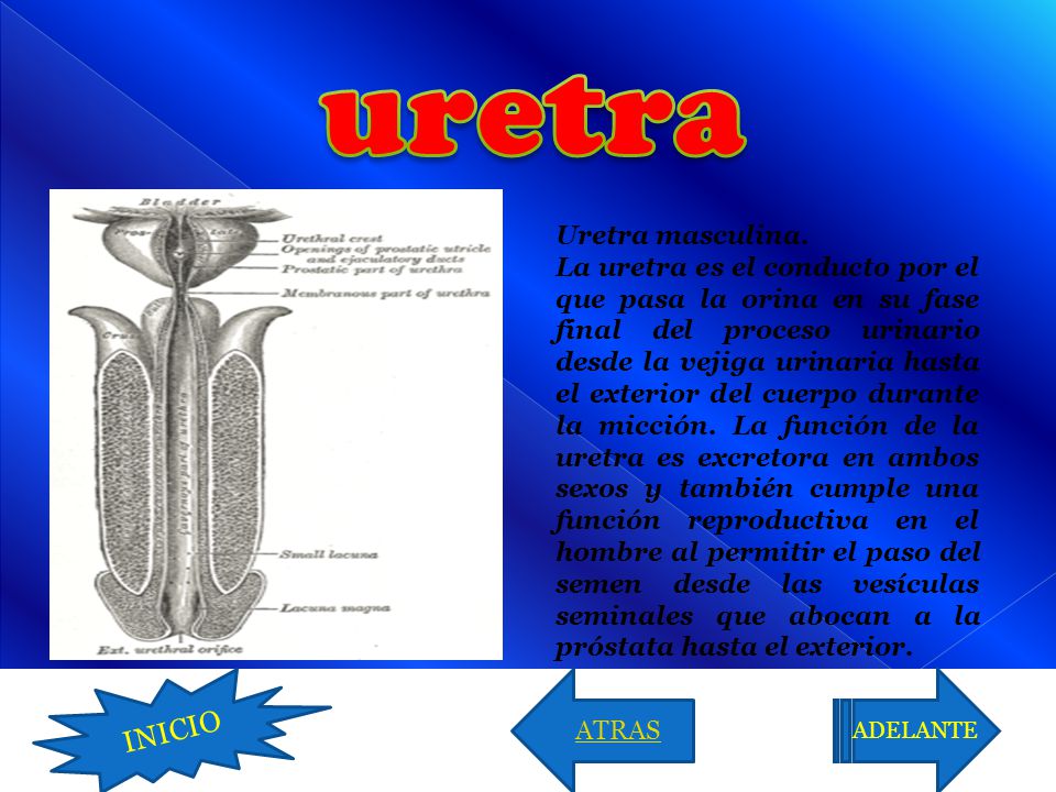 uretra INICIO Uretra masculina.
