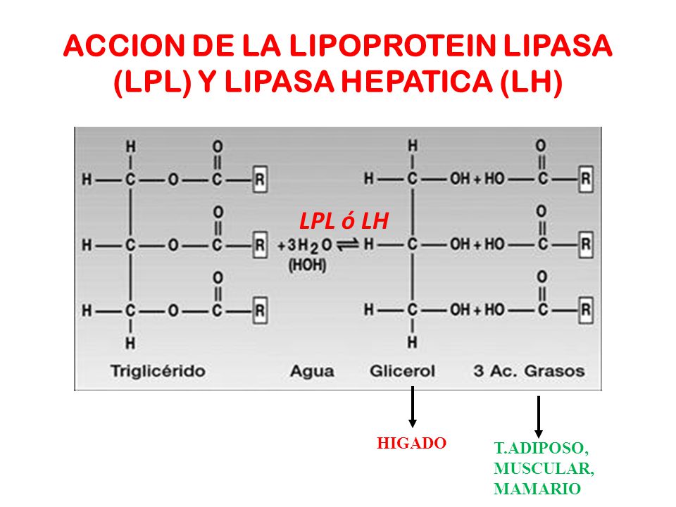 ACCION DE LA LIPOPROTEIN LIPASA (LPL) Y LIPASA HEPATICA (LH)