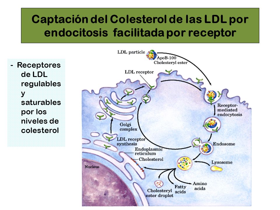 Captación del Colesterol de las LDL por endocitosis facilitada por receptor