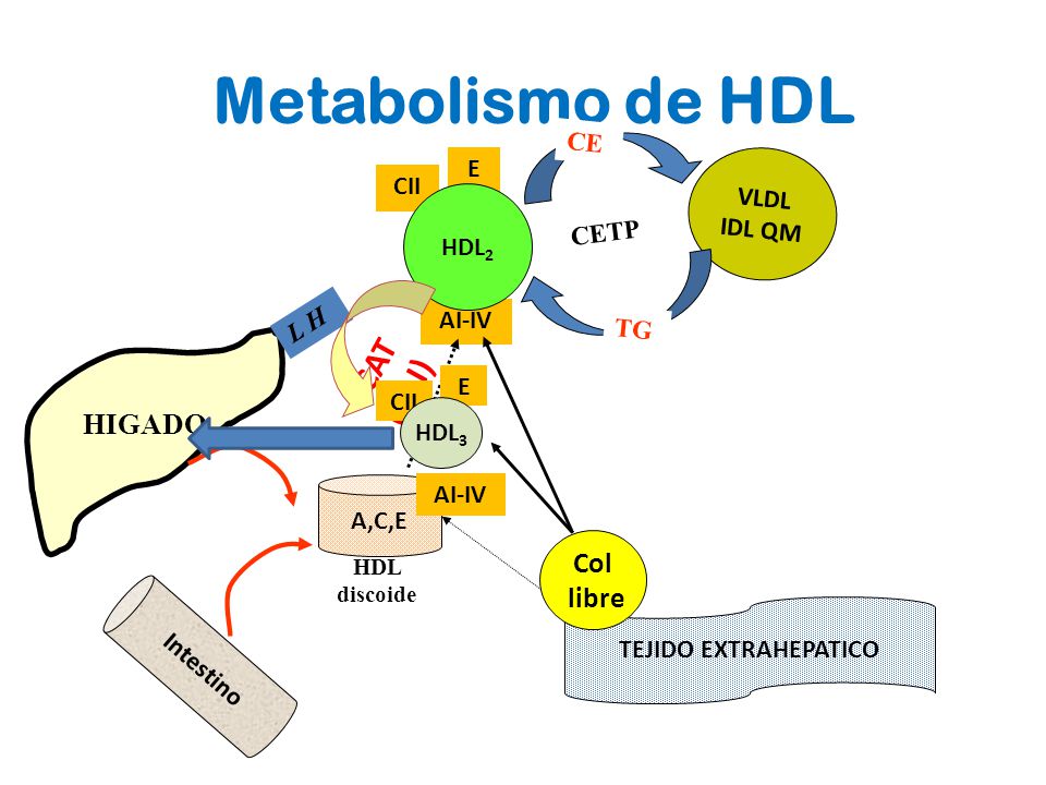 Metabolismo de HDL LCAT (+AI) HIGADO Col libre CE E VLDL CII IDL QM