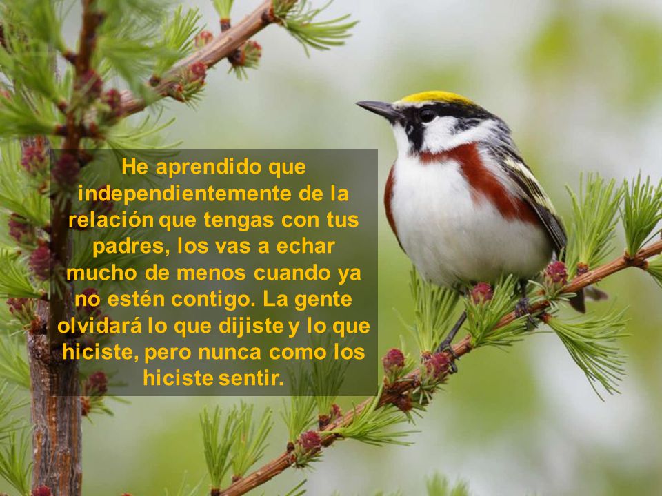 He aprendido que independientemente de la relación que tengas con tus padres, los vas a echar mucho de menos cuando ya no estén contigo.
