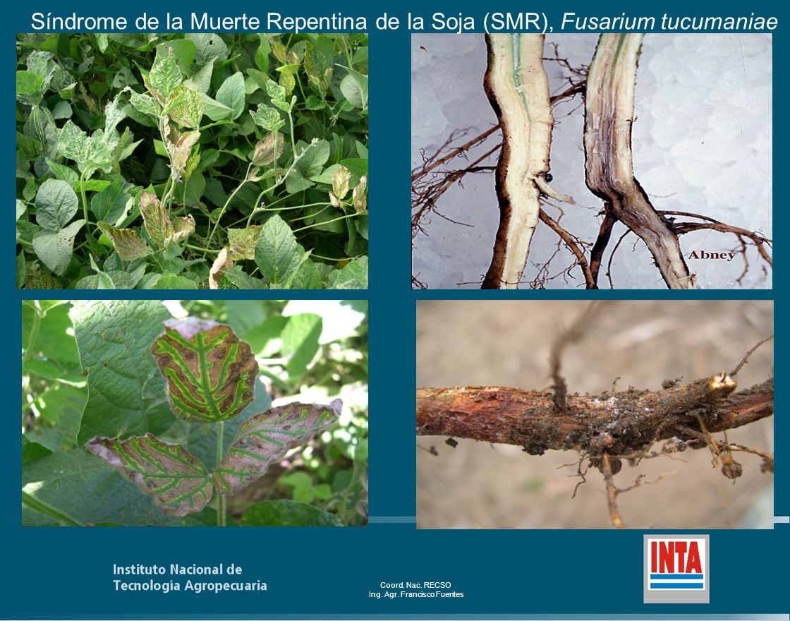 Síndrome de la Muerte Repentina de la Soja (SMR), Fusarium tucumaniae