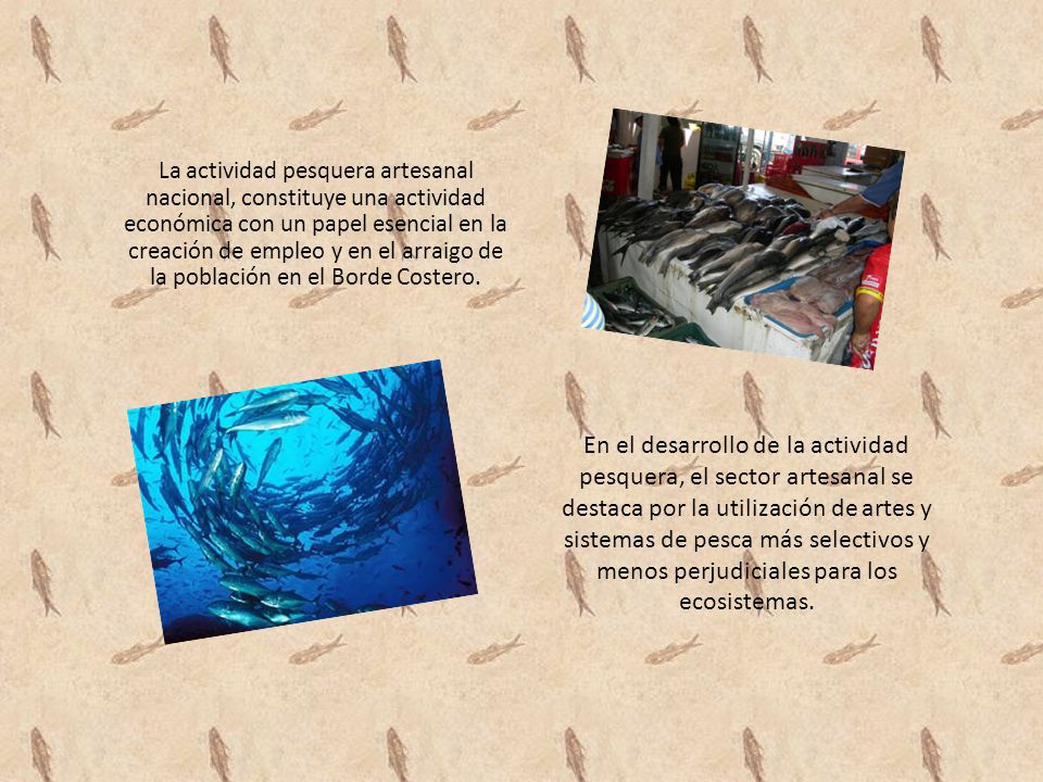 La actividad pesquera artesanal nacional, constituye una actividad económica con un papel esencial en la creación de empleo y en el arraigo de la población en el Borde Costero.
