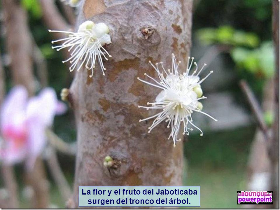 La flor y el fruto del Jaboticaba surgen del tronco del árbol.