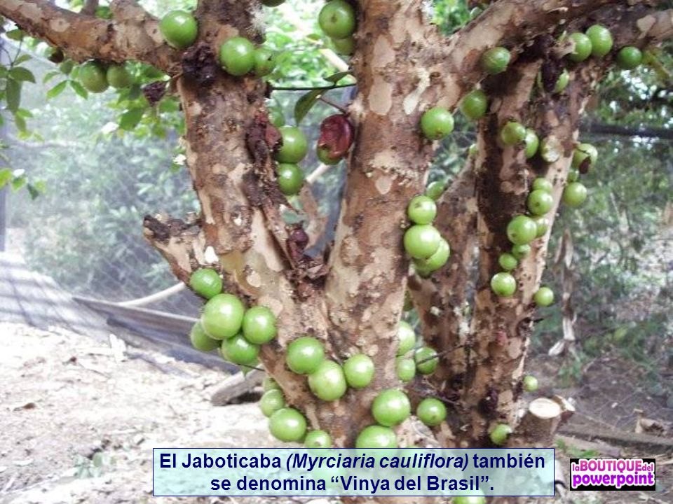El Jaboticaba (Myrciaria cauliflora) también se denomina Vinya del Brasil .