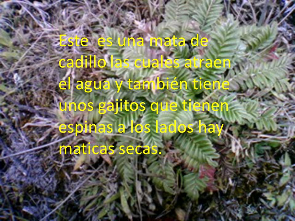 Este es una mata de cadillo las cuales atraen el agua y también tiene unos gajitos que tienen espinas a los lados hay maticas secas.