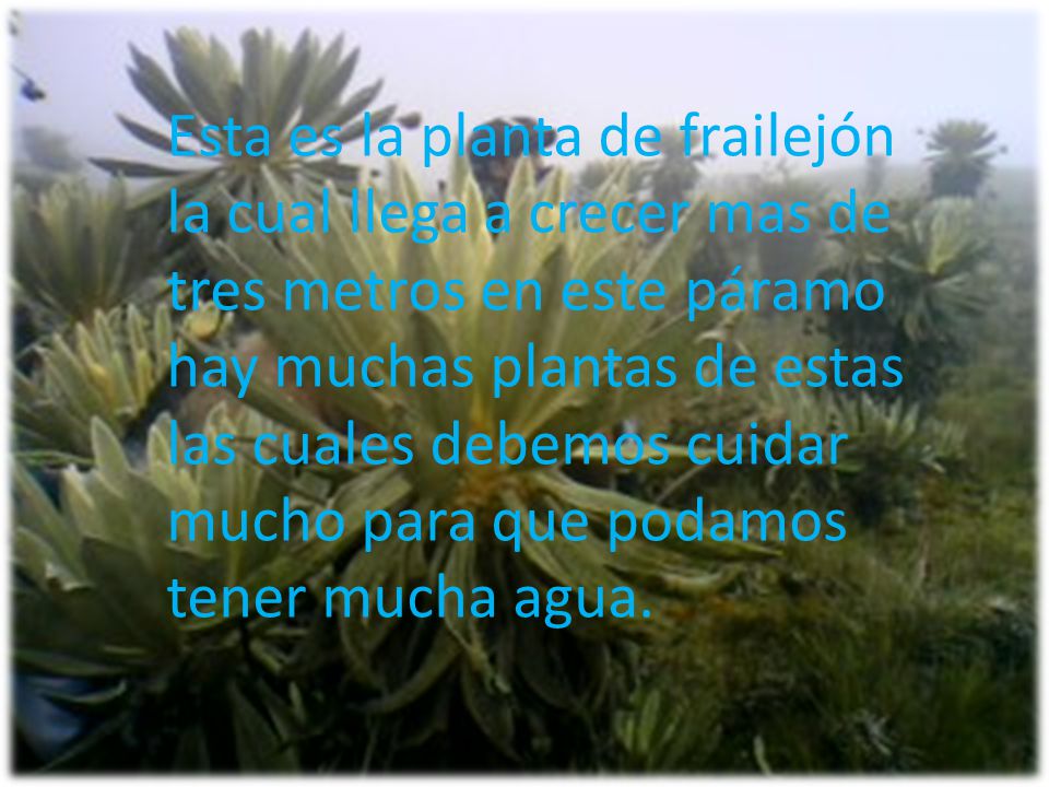 Esta es la planta de frailejón la cual llega a crecer mas de tres metros en este páramo hay muchas plantas de estas las cuales debemos cuidar mucho para que podamos tener mucha agua.