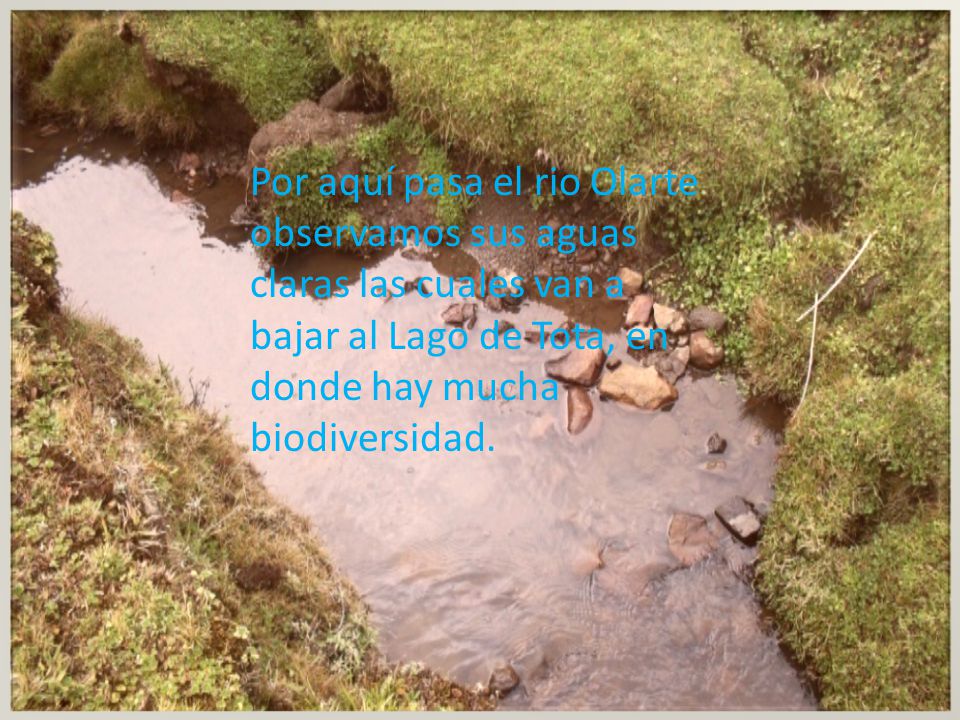 Por aquí pasa el rio Olarte observamos sus aguas claras las cuales van a bajar al Lago de Tota, en donde hay mucha biodiversidad.
