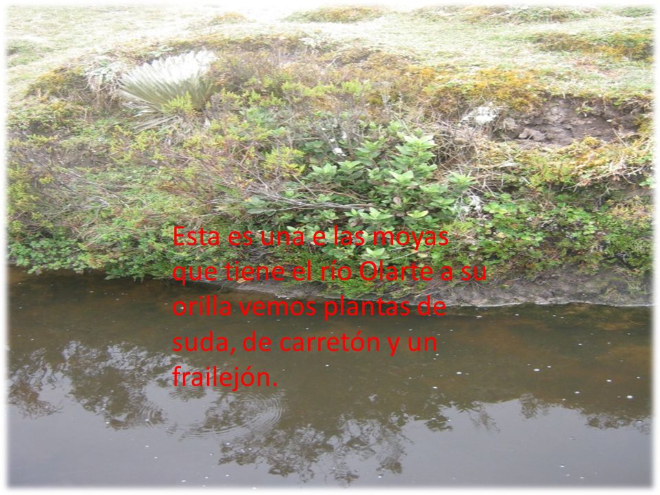 Esta es una e las moyas que tiene el río Olarte a su orilla vemos plantas de suda, de carretón y un frailejón.