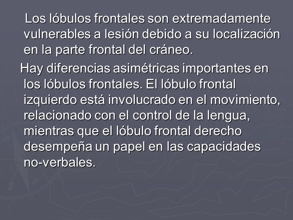 Los lóbulos frontales son extremadamente vulnerables a lesión debido a su localización en la parte frontal del cráneo.