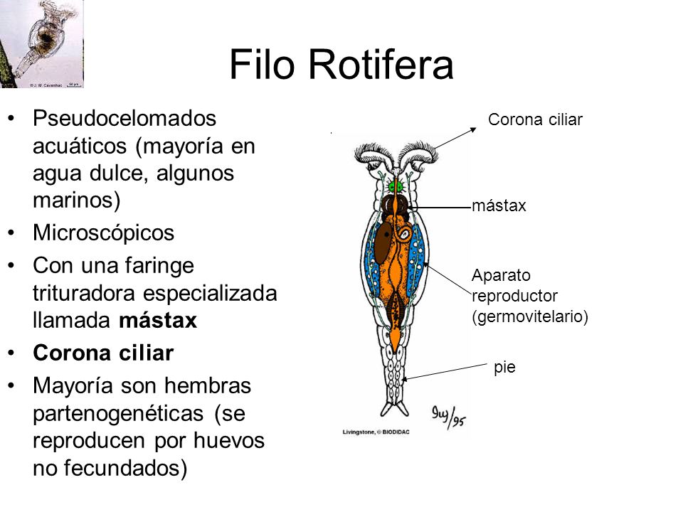 Filo Rotifera Pseudocelomados acuáticos (mayoría en agua dulce, algunos marinos) Microscópicos.