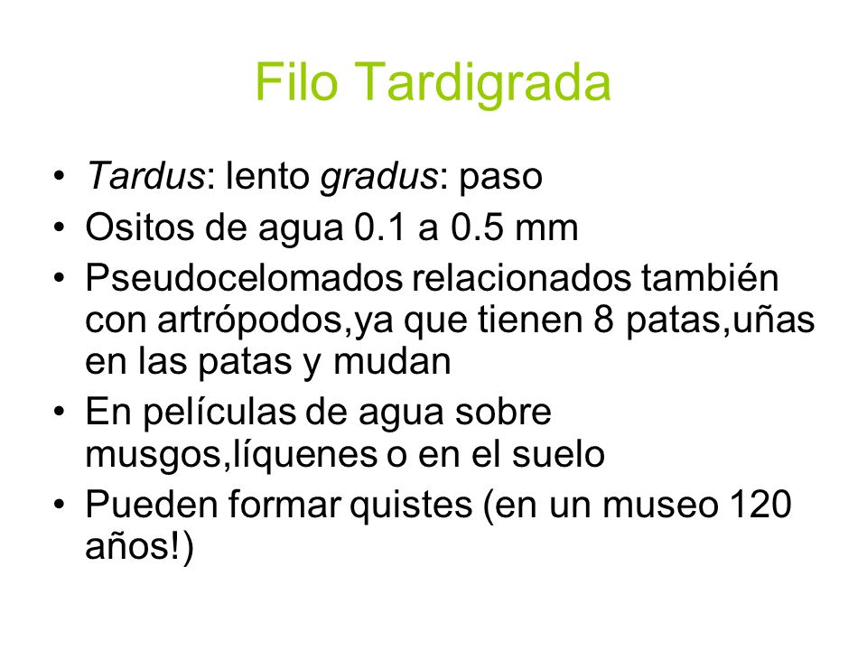 Filo Tardigrada Tardus: lento gradus: paso Ositos de agua 0.1 a 0.5 mm