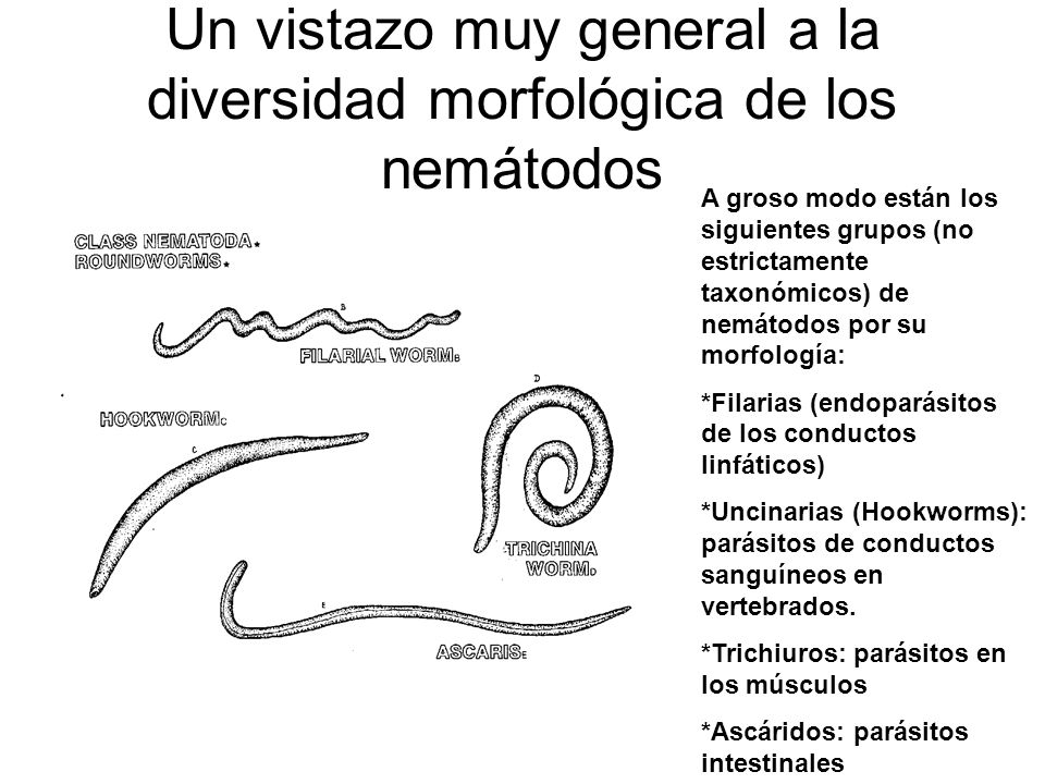 Un vistazo muy general a la diversidad morfológica de los nemátodos