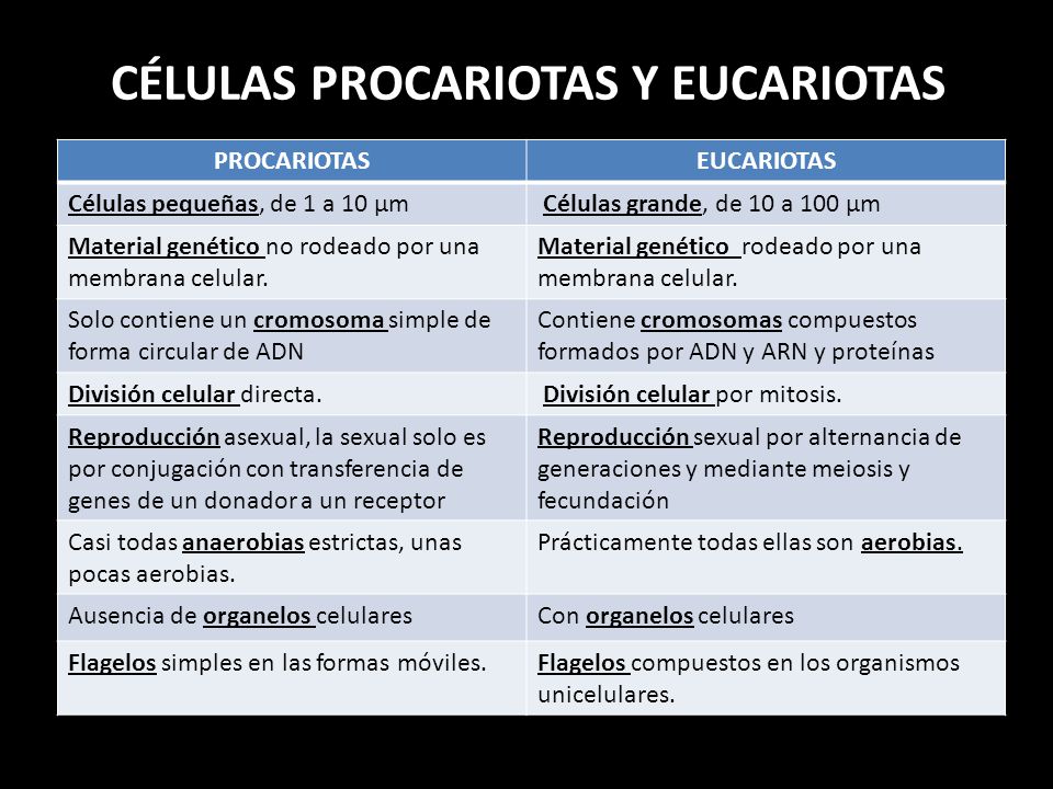 CÉLULAS PROCARIOTAS Y EUCARIOTAS