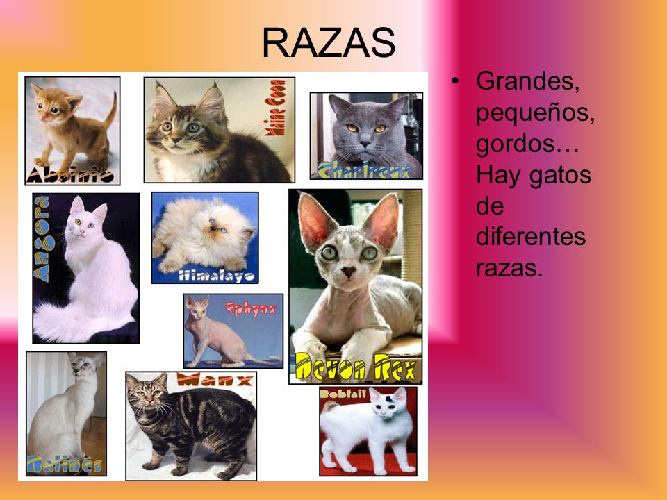 RAZAS Grandes, pequeños, gordos… Hay gatos de diferentes razas.