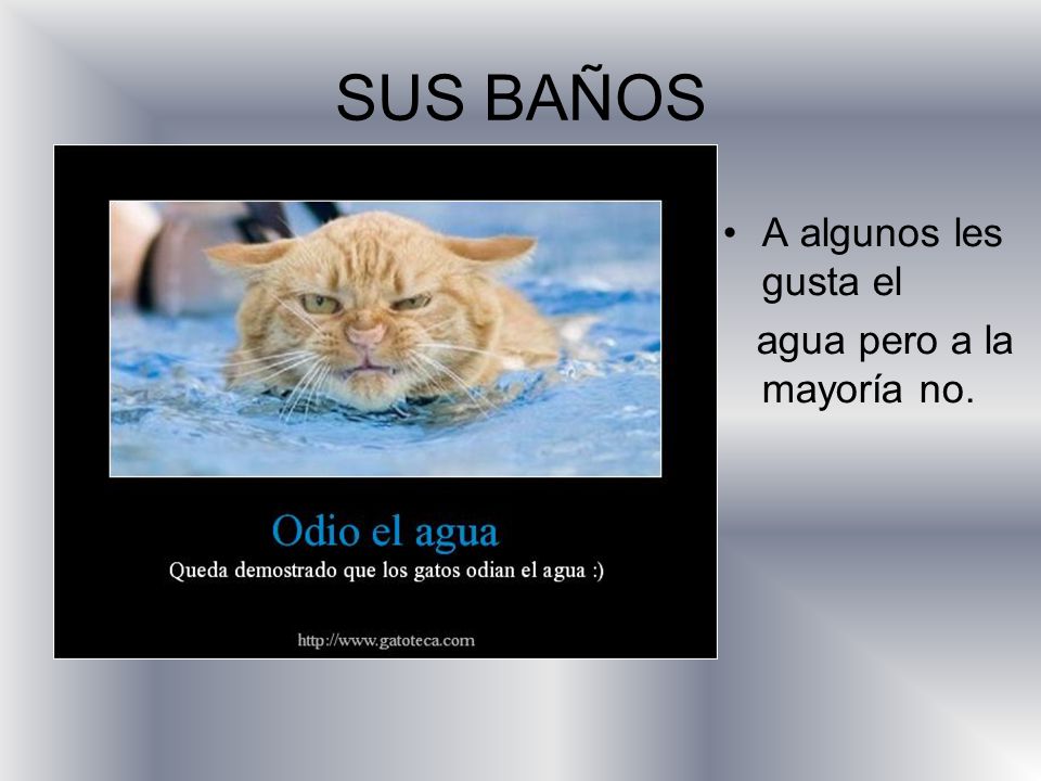 SUS BAÑOS A algunos les gusta el agua pero a la mayoría no.